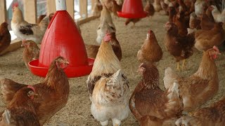 Comment brancher un abreuvoir automatique  poules pondeuses et poulets de chairs [upl. by Hsizan479]