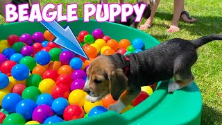 Beagle Puppies Crying amp Barking Compilation [upl. by Anayit]