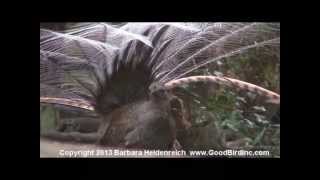 Awesome bird the Lyre Bird mimicking like crazy [upl. by Wallie]