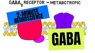 2Minute Neuroscience GABA [upl. by Theona]