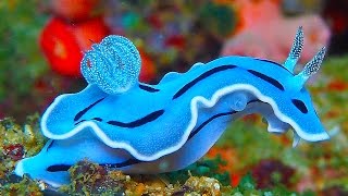 19 INCREDIBLY Colorful Sea Creatures [upl. by Averell]