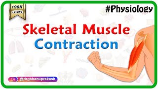 Skeletal muscle contraction  Muscle physiology Animations [upl. by Atinahc326]