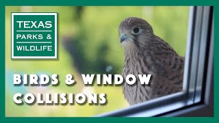 How to Keep Birds from Hitting Your Windows [upl. by Eednarb181]