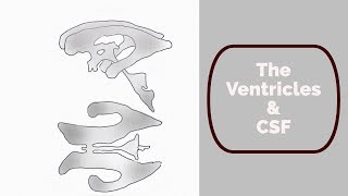 Ventricles and cerebrospinal fluid [upl. by Tahp]