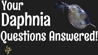 Daphnia Questions Answered [upl. by Annayad]