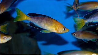 Cyprichromis leptosoma jumbo Yellow Head [upl. by Okimik]