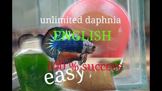 daphnia moina culture Easy way Unlimited production English  with sub Green water Chlorella [upl. by Gussy]