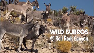 Wild Burros at Red Rock Canyon  Wild Horse and Burro Adoption Program [upl. by Ydnal]