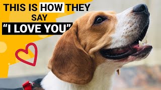 10 Signs that your Beagle Loves You the Most [upl. by Freyah]