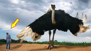 10 BIGGEST BIRDS In The World [upl. by Enajaras]