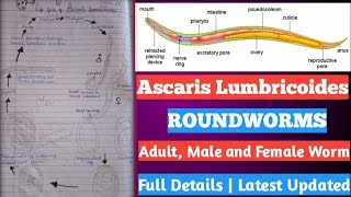 ascaris Lumbricoides  life cycle of ascaris Lumbricoides  एस्केरिस लुम्ब्रिकोइड्स क्या है [upl. by Ahsital]