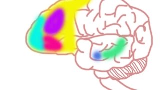 Your Brain on Social Anxiety Disorder [upl. by Magocsi585]