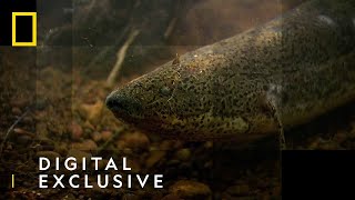 The African Lungfish  National Geographic UK [upl. by Nnanerak]