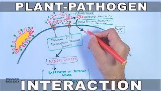 Plant Pathogen Interaction  Signalling [upl. by Lanna]