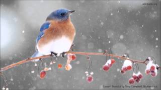 Eastern Bluebird Song [upl. by Anisirhc]