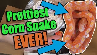 Unboxing a SCALELESS Corn Snake from South Mountain Reptiles [upl. by Nadean]