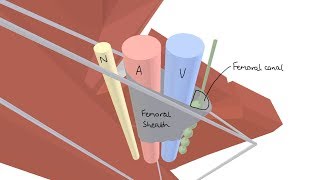 3D Tour of the Femoral Triangle [upl. by Isabella]