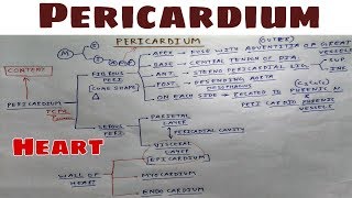 Pericardium  Part 1  Fibrous layer  Thorax Anatomy  TCML [upl. by Mabelle770]