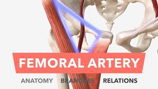 Femoral Artery  Anatomy Branches amp Relations [upl. by Nnayllehs]