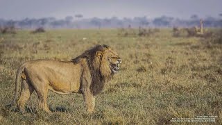 El Rey Africano  Documental de Leones [upl. by Pesek]