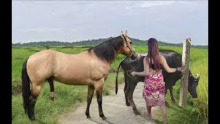 My sister training care her lovely horse in beginner 2021 [upl. by Nileak]