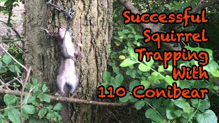 Successful Squirrel Trapping With 110 Conibear [upl. by Barta632]