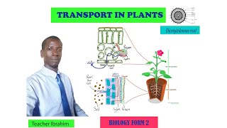 FORM 2 TRANSPORT IN PLANTS [upl. by Kathe879]