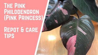 The Pink Philodendron Pink Princess  Repotting and Care Tips [upl. by Babbie428]