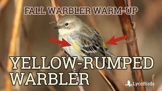 Yellowrumped Warbler Myrtle Identification  Fall Warbler Warmup [upl. by Sarajane]