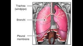 How Breathing Works Animation  Inhalation amp Exhalation Process Video Respiratory System Physiology [upl. by Afra]