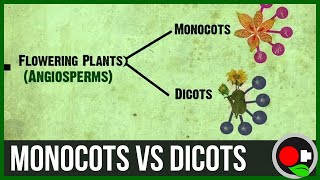 Monocots vs Dicots Explained [upl. by Henriha29]