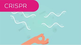 CRISPR in 4 Minuten erklärt [upl. by Hsiekal706]