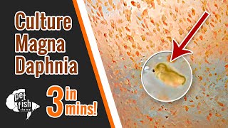 How to culture DAPHNIA MAGNA  The easy way [upl. by Ariaes]