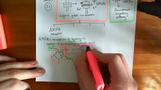 Introduction to Glutamate Receptors [upl. by Eydnarb94]