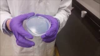 Preparation of a Sol Gel [upl. by Elissa]