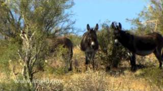 Wild Burros of Arizonamov [upl. by Redd]