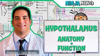 Neurology  Hypothalamus Anatomy amp Function [upl. by Azil]