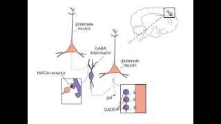 Schizophrenia and NMDA Receptors [upl. by Thamora938]