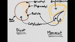 Plant Reproduction Monocots vs Dicots [upl. by Rog]