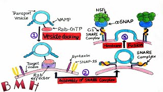 Vesicle Fusion And Vesicle Docking  SNARE Proteins  Vesicle Formation And Fusion Part 3 [upl. by Livesay]