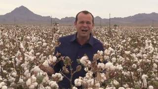 California Cotton Harvest [upl. by Demmy]