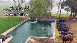 Beautiful Village in Pakistan  Best Lifestyle [upl. by Eisenhart]