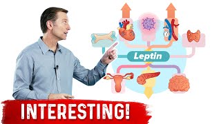 Leptin is an Immune Hormone [upl. by Ulises]