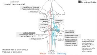 Anatomy of Cranial Nerve Nuclei [upl. by Notnroht]