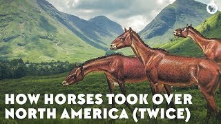 How Horses Took Over North America Twice [upl. by Airdnna771]