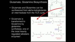 Glutamate Glutamine Biosynthesis [upl. by Sams]