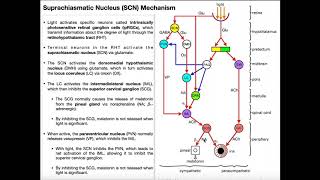 LightDark Mechanism of the Suprachiasmatic Nucleus [upl. by Torrence]