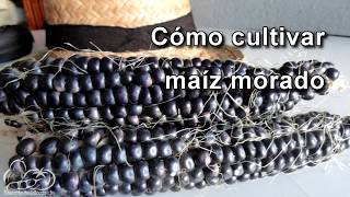 Cómo sembrar y cultivar maíz morado How to Plant Corn Seeds [upl. by Clothilde201]