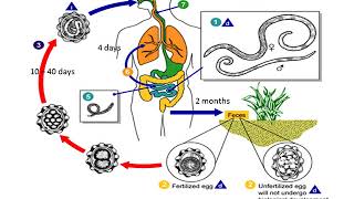 Ascaris Lumbricoides lecture [upl. by Fahy843]