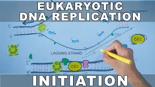 DNA Replication In Eukaryotes  Initiation [upl. by Wrigley]